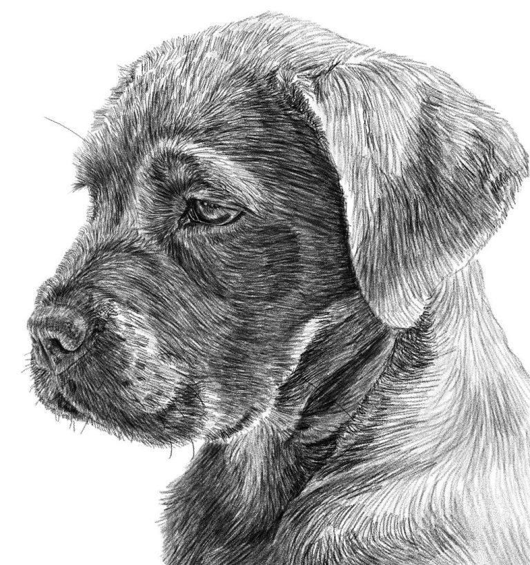 dog, sketch, portrait-8179668.jpg