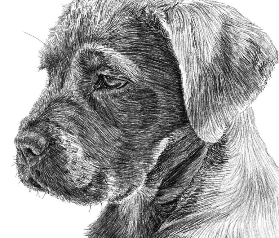 dog, sketch, portrait-8179668.jpg